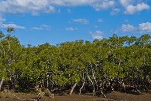 Mangroves at Nudgee - computer support Nudgee